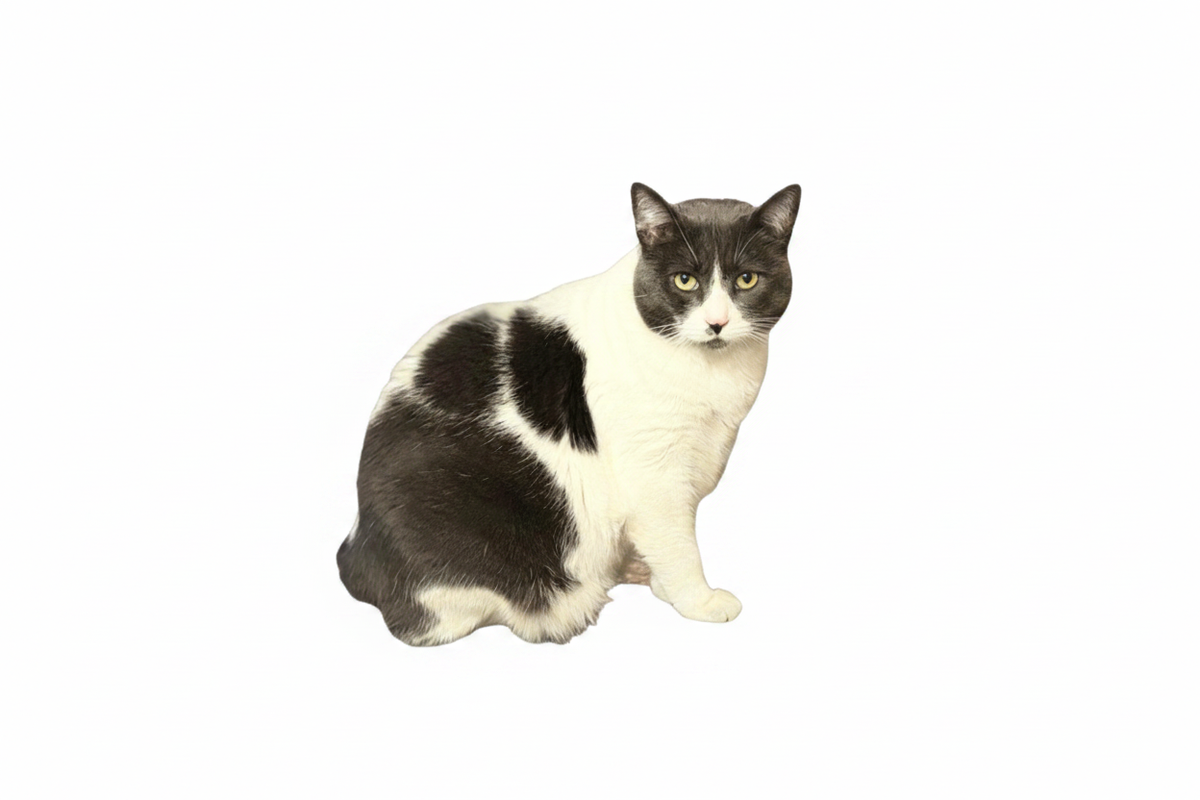 Sheesha the real Sales Cat on clean white background